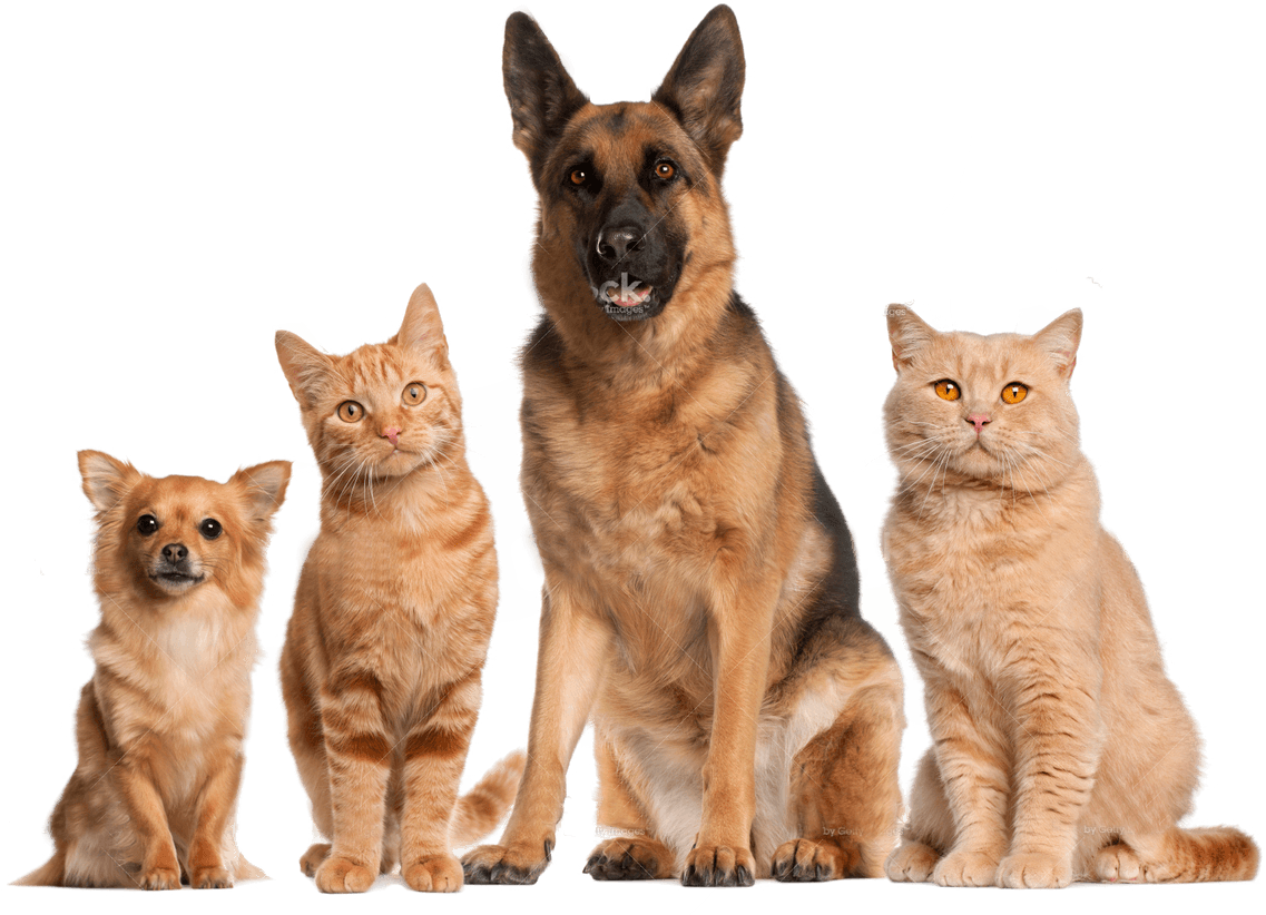 Pet